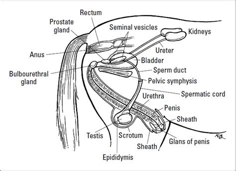 dick pis|Male Genitalia Pictures, Anatomy & Diagram 